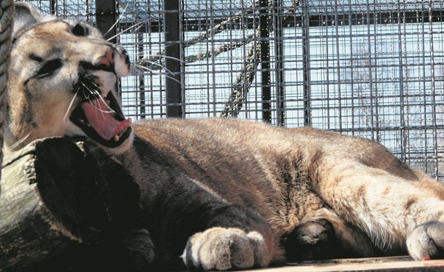 W Zoo Safari w Borysewie na odwiedzających czeka sympatyczna puma