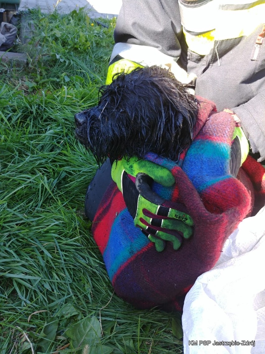 Jastrzębie: pies wpadł do studzienki kanalizacyjnej. Ratowali go strażacy ZDJĘCIA