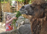 Przedszkola odwiedzają za darmo Nasze Zoo w Goerlitz!