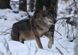 Prokuratura umorzyła śledztwo w sprawie zabicia wilka Miko w lesie pod Kluczborkiem