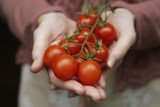 Dlaczego warto jeść pomidory? Skorzysta odporność, serce, a nawet figura. To się dzieje z organizmem, gdy regularnie sięgasz po to warzywo