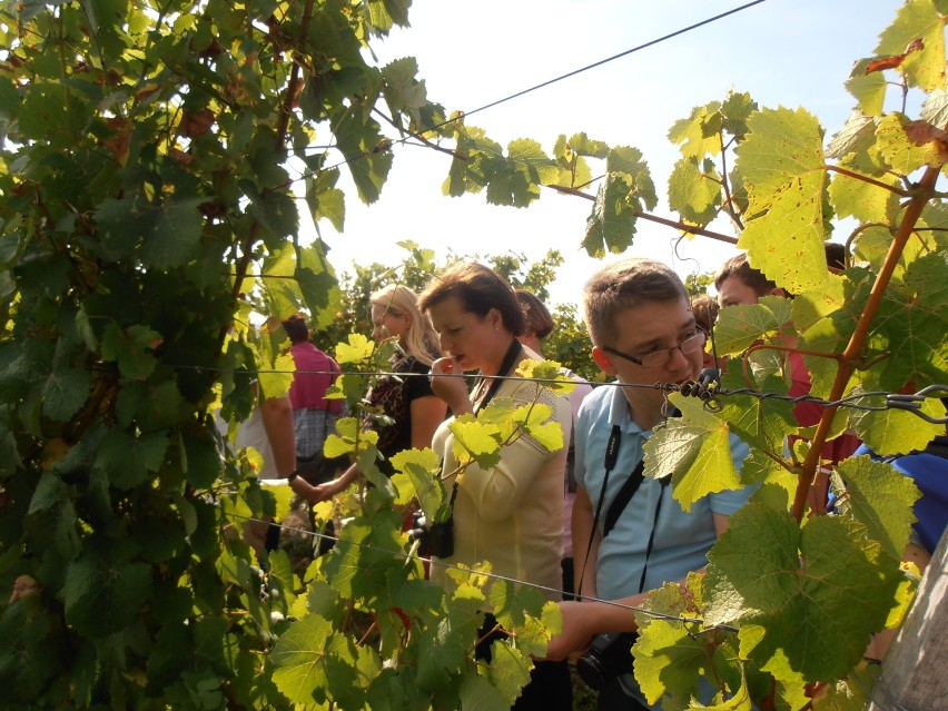 Winobranie 2015: Lubuskie winnice... Winnica Saint Vincent w Borowie Wielkim [zdjęcia]