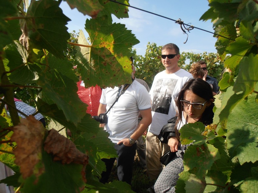 Winobranie 2015: Lubuskie winnice... Winnica Saint Vincent w Borowie Wielkim [zdjęcia]