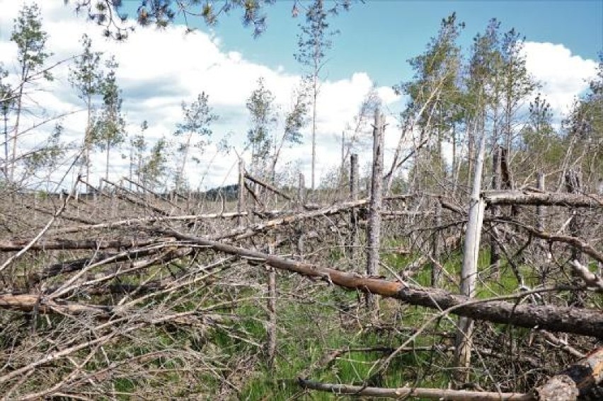 Nadleśnictwo Lipusz. Zniszczony las stał się scenerią zdjęć i filmów. Teraz obowiązuje tam zakaz wstępu