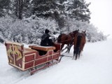 Gładyszów. Poszły konie po śniegu w stadninie Stara Cegielnia. Ach, jakby to dobrze było kuligiem się przejechać! [ZDJĘCIA]