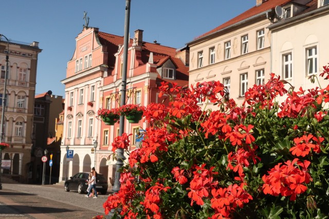 Kolejne rośliby stałe, czyli drzewa i krzewy zasadzone będą przy budynku Kasztelańska 8.