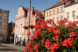 Jakie kwiaty ozdobią Wałbrzych od wiosny do jesieni 2023?