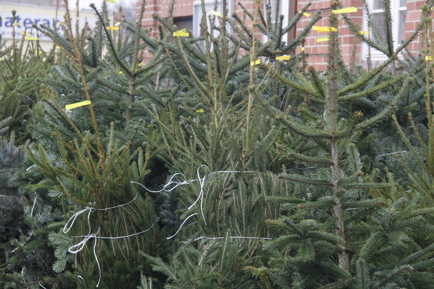W Środzie pojawia się coraz więcej miejsc, gdzie można kupić żywe świąteczne drzewko. Ile kosztują i co jest ważne przy ich wyborze?