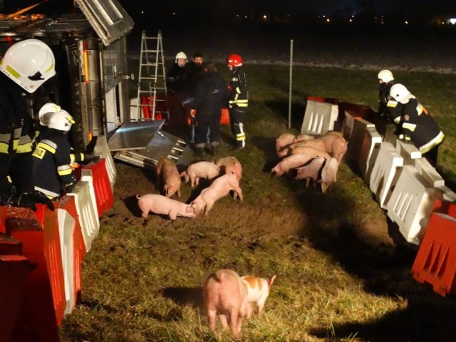 Ciężarówka ze świniami przewróciła się na bok