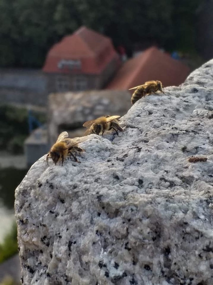Ukradł ule z pszczołami. Wściekłe owady zaatakowały turystów [ZDJĘCIA] 