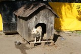 Schronisko dla bezdomnych zwierząt w Koninie też powita wiosnę [ZDJĘCIA]