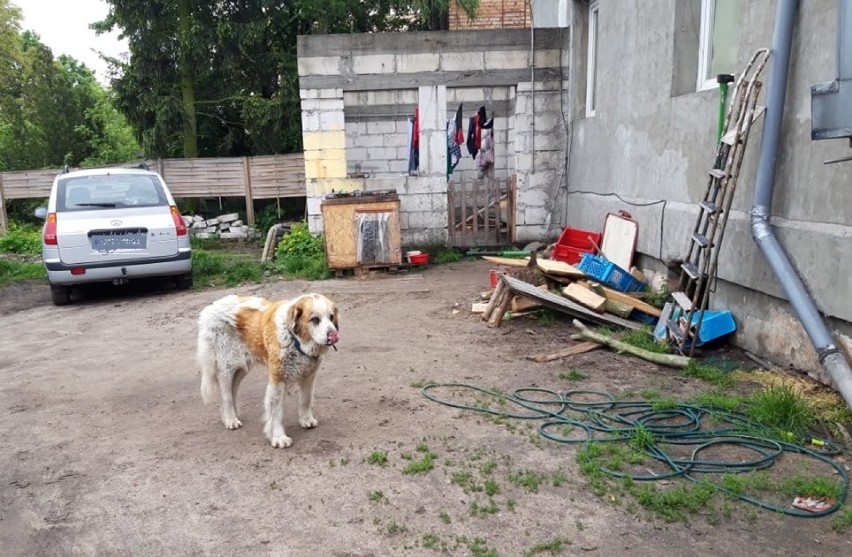 Bella żyła w jednej z podbydgoskich wsi bez dachu nad głową....