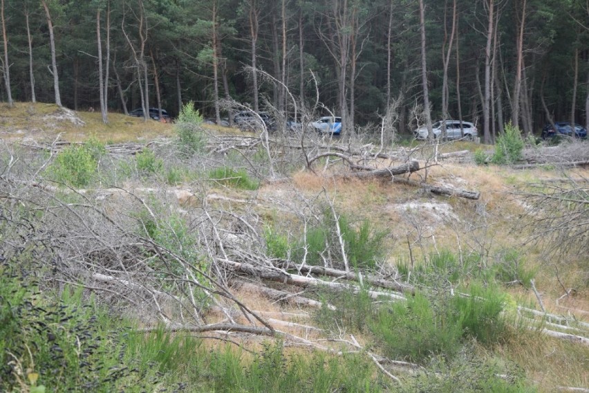 Sprawa wycinki drzew w Łebie wciąż nierozstrzygnięta. [WIDEO,ZDJECIA]