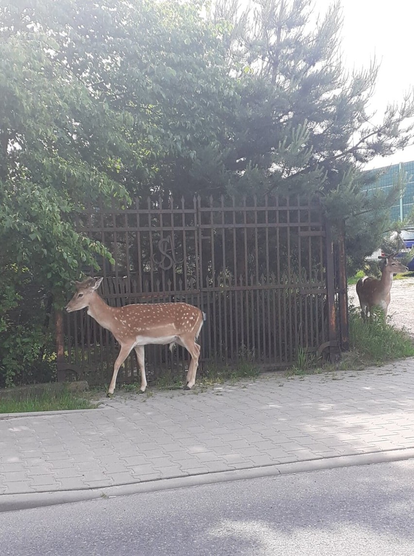 Dzikie zwierzęta w obiektywach naszych Czytelników