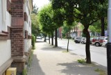 Stare drzewa znikną z ulicy Staszica w Krośnie? Projekt jej przebudowy przewiduje ich wycinkę [ZDJĘCIA]