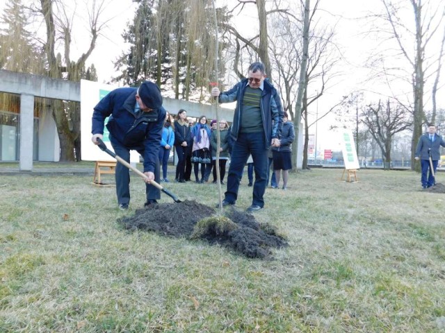 Piła: PSL sadzi drzewa