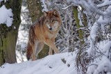 W lasach Nadleśnictwa Durowo znów pojawiły się wilki. Leśnicy zaobserwowali ich ślady na śniegu 