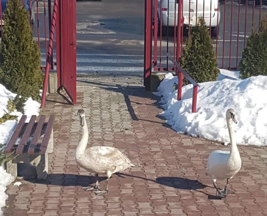 Trzy łabędzie odwiedziły teren krytej pływalni POSiR w...