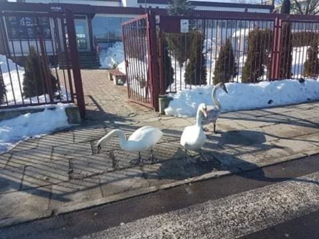 Trzy łabędzie odwiedziły teren krytej pływalni POSiR w Przemyślu.