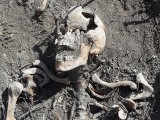 Gliwice: Przykościelny cmentarz na ul. Plebańskiej odnaleźli archeolodzy [WIDEO + ZDJĘCIA]