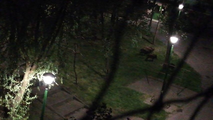 Dziki spacerowały o północy po placu zabaw przy ulicy...