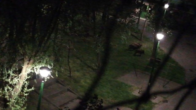 Dziki spacerowały o północy po placu zabaw przy ulicy Drzewieckiego.