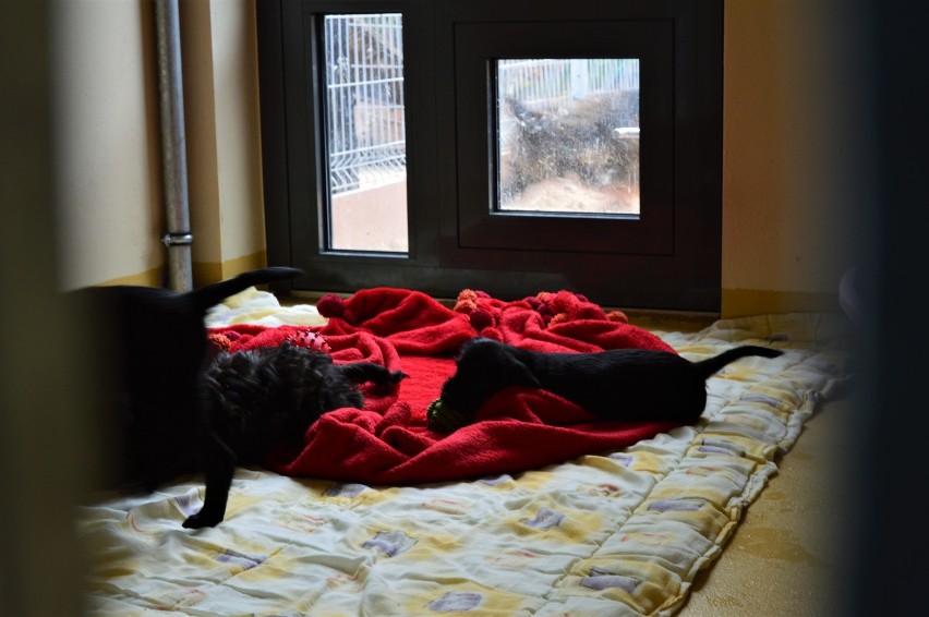 Żaden pies z Ciapkowa nie spędzi już zimy na zewnątrz. Gdynia oddała do użytku kolejny pawilon dla psów ZDJĘCIA 