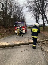 Silny wiatr siał spustoszenie w Małopolsce. Połamane drzewa, interwencje strażaków