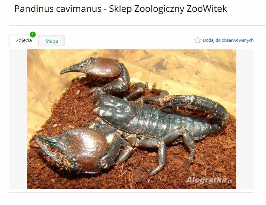 Pandinus cavimanus to skorpion, którego jad nie jest groźny...