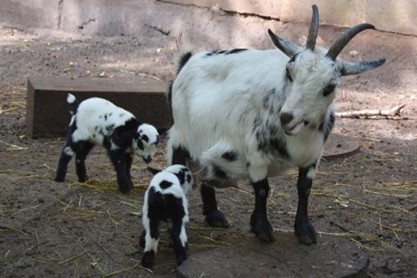 Kreska i Przecinek, czyli dwoje nowych mieszkańców zoo w Poznaniu [ZDJĘCIA]