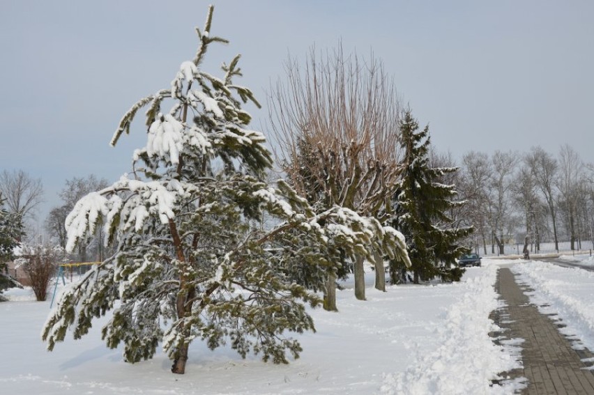 Karsznice w śnieżnych objęciach zimy [zdjęcia]