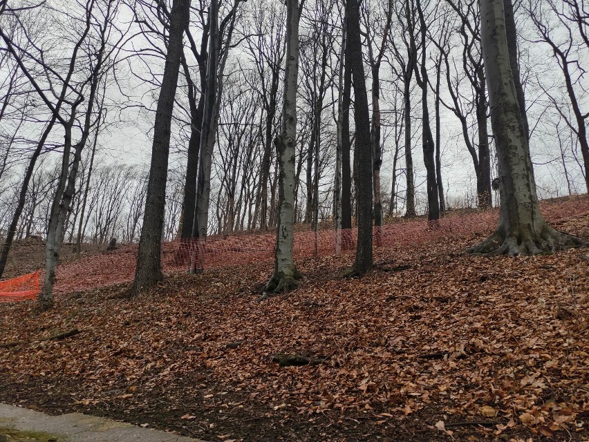 Rozpoczęła się budowa wieży widokowej przy Harcówce w Wałbrzychu. Ruszyła wycinka, część parku zamknięta! Zobaczcie zdjęcia