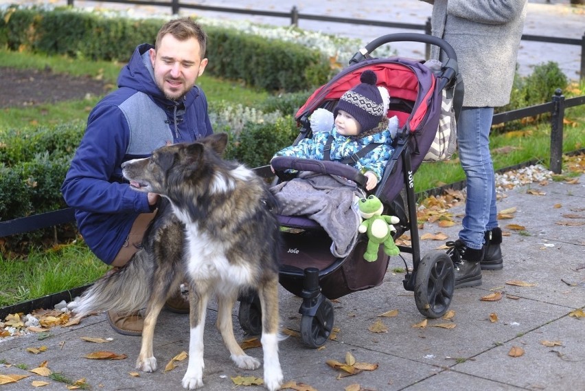 W Toruniu odbył się I Toruński Marsz Adopciaków. W imprezie...