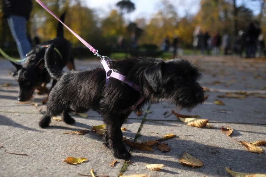 W Toruniu odbył się I Toruński Marsz Adopciaków. W imprezie...