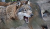 Wilki zaatakowały psy pod Gniewkowem [drastyczne zdjęcia]