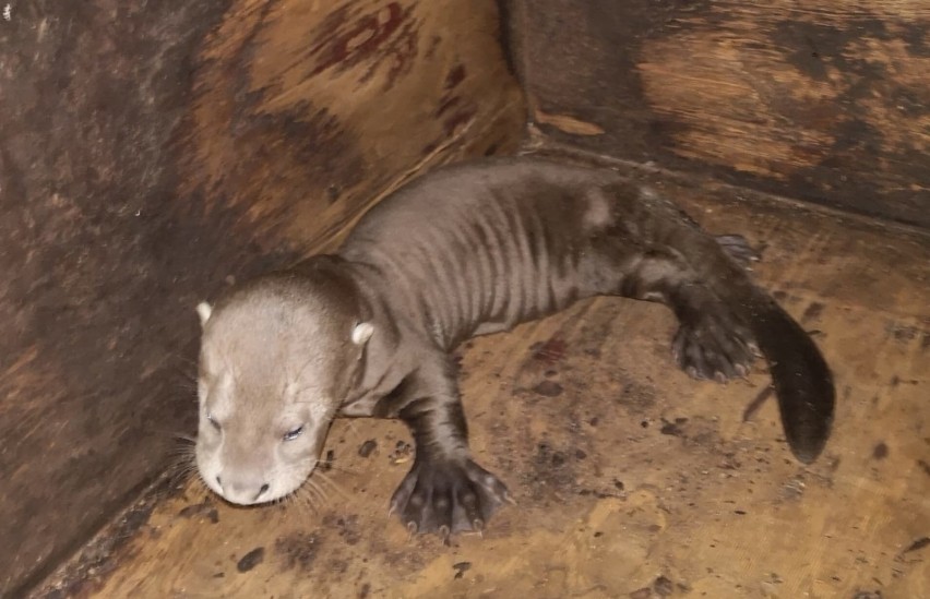 W łódzkim zoo urodziły się trzy wydry amazońskie 