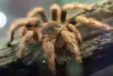 Kalisz: Wystawa pająków w Galerii Tęcza przy okazji premiery filmu &quot;Niesamowity Spider-Man&quot;. ZDJĘCIA