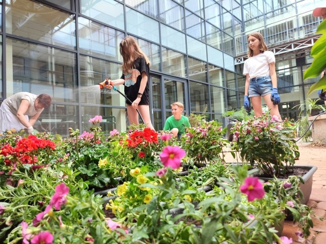 Sadzenie roślin zielonych i kwitnących w bibliotecznym patio przez harcerzy drużyny „Szekle”