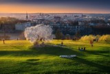 Wiosna w Krakowie. Najbardziej fotogeniczne drzewo już kwitnie! Wiosenny spacer na Kopiec Krakusa to gwarancja niezwykłych widoków
