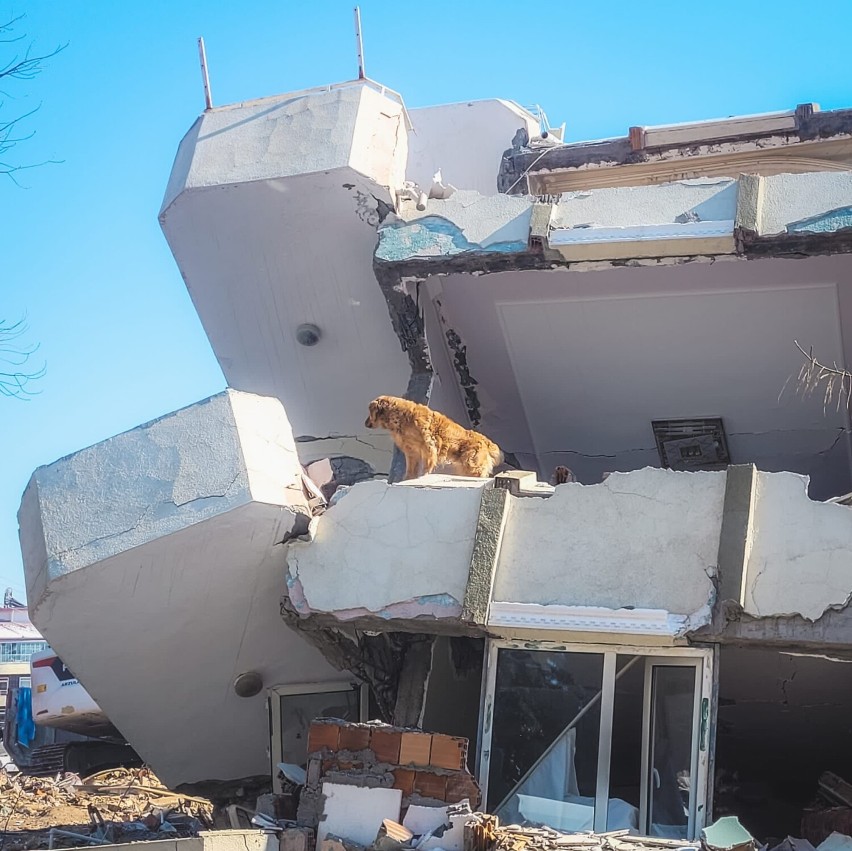 Trzęsienie ziemi w Turcji i Syrii pozbawiło dachu nad głową...