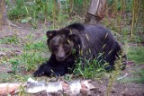 Nie żyje niedźwiedzica Ewka z poznańskiego zoo