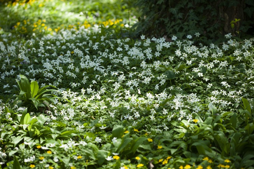 Sławno: W dawnym ogrodzie botanicznym zakwitł czosnek niedźwiedzi [zdjęcia]