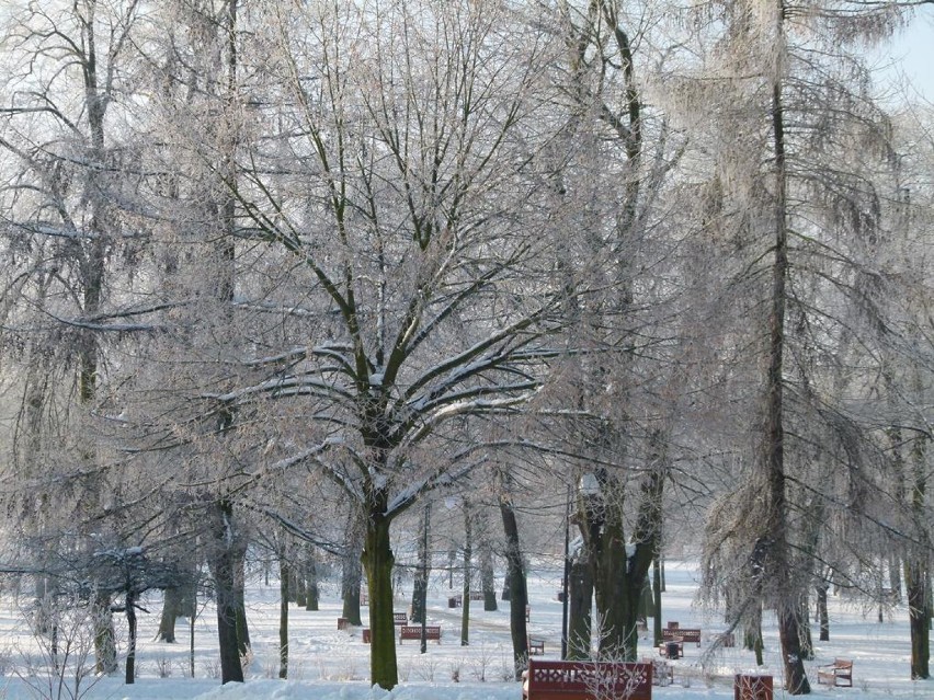 Park Miejski w Zduńskiej Woli w zimowej odsłonie