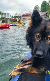Nowy pies patrolowo-tropiący z Nysy zdał już wszystkie egzaminy. Ma już za sobą także pierwszy wodny patrol