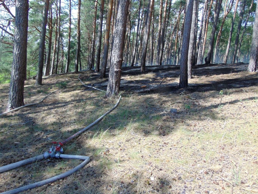 Pożar lasu w Bielsku pod Międzychodem