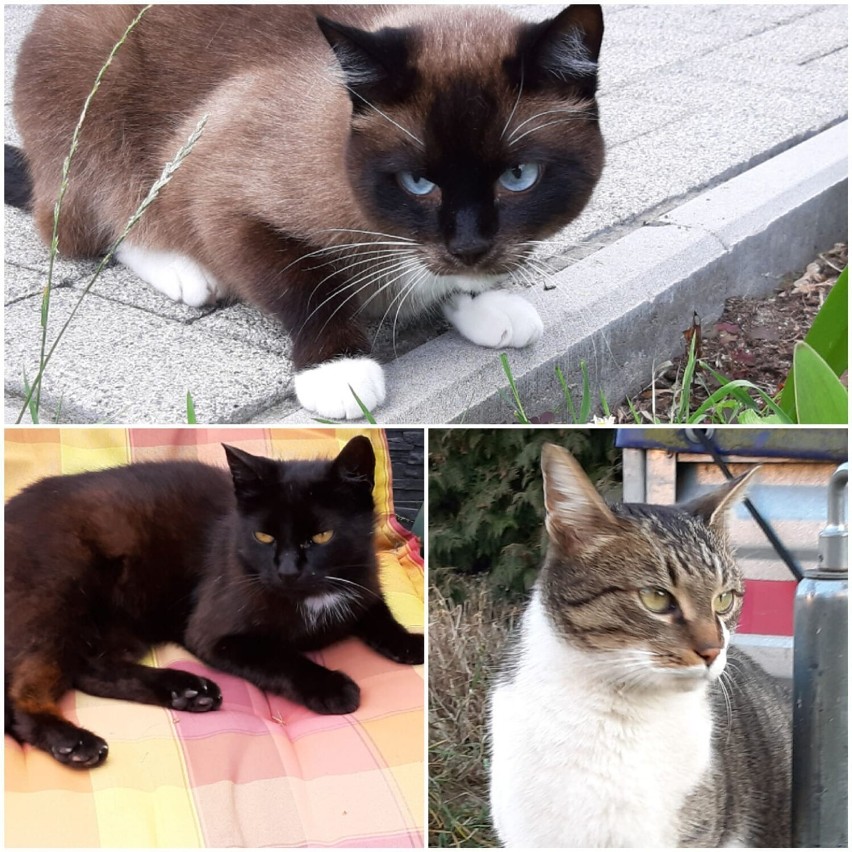 8 sierpnia obchodziliśmy Międzynarodowy Dzień Kota. Zobaczcie jakie kotki mają mieszkańcy Oleśnicy i okolic! (10.8)