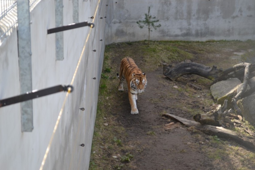 Sieroczyn. Tygrys w ogrodzie zoologicznym przy Canpolu