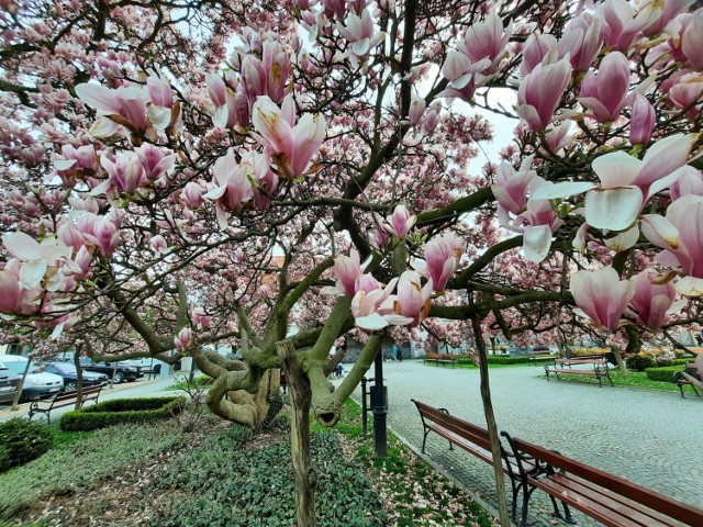 Kwitnąca magnolia na rynku w Kluczborku