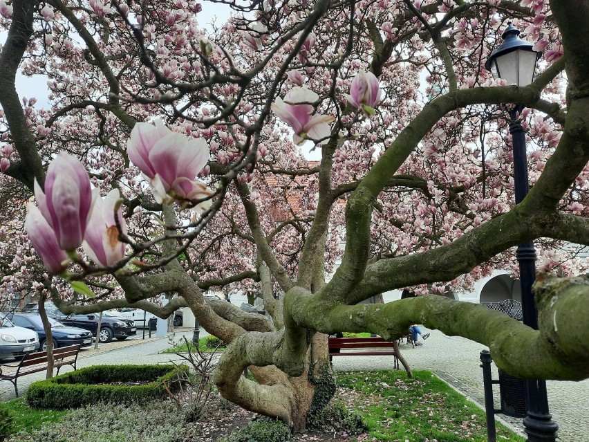 Kwitnąca magnolia na rynku w Kluczborku