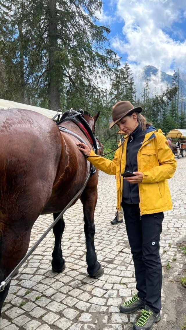 Badania koni na Włosienicy w Tatrach
